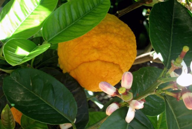 Il chinotto di Savona, una varietà rara