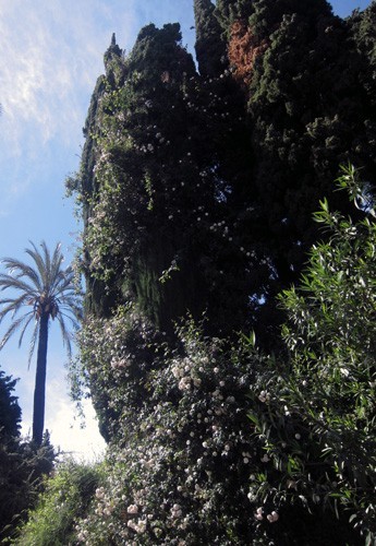 le roselline si arrampicano sul cipresso