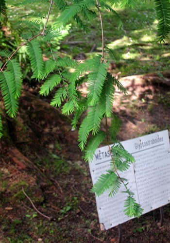 Metasequoia ritenuta estinta a Villa Taranto sul Lago Maggiore