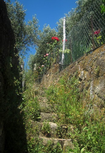 Gradinate tra i vigneti delle Cinqueterre