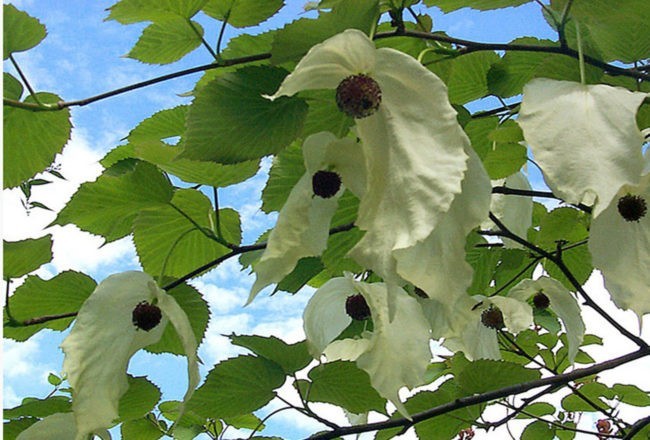 Albero delle Colombe o Albero dei Fazzoletti a Villa Taranto