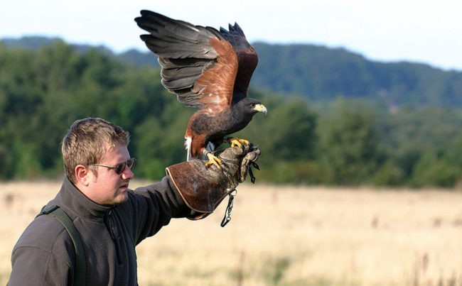 Falconeria al Castello di Vezio