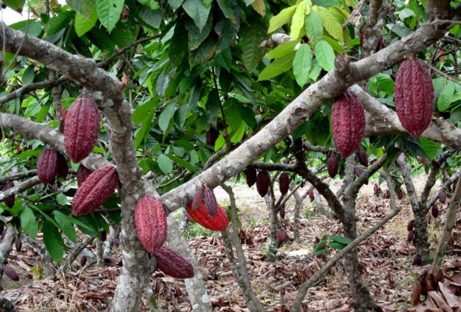 pianta di cacao