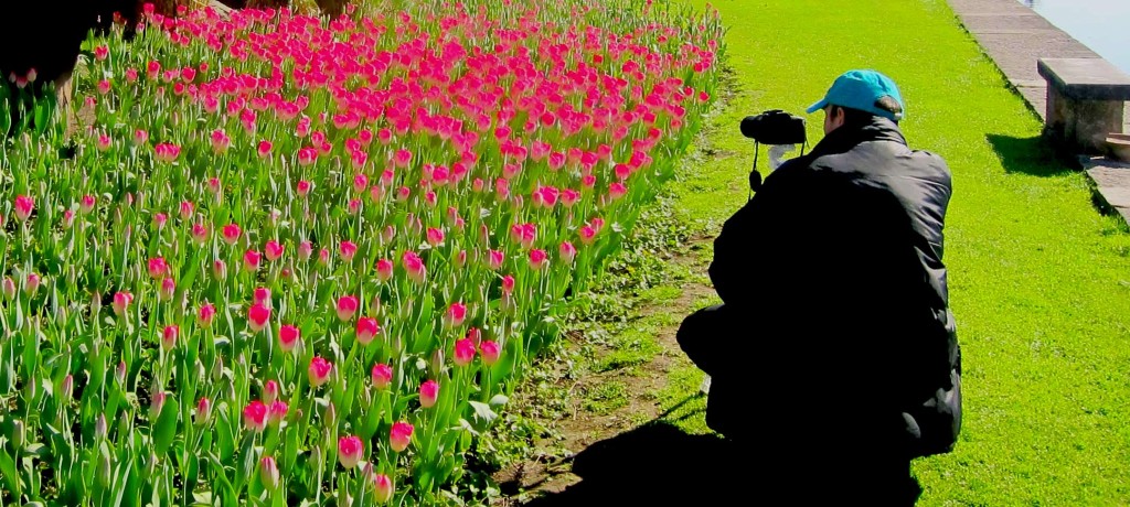 Tulipanomania Contest Fotografico - Parco Giardino Sigurtà