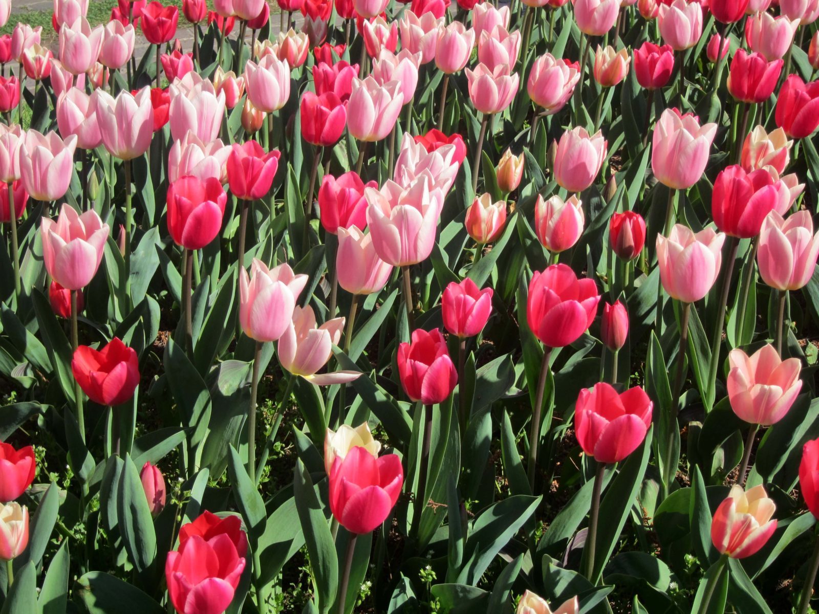 Tulipani al Parco Giardino Sigurtà