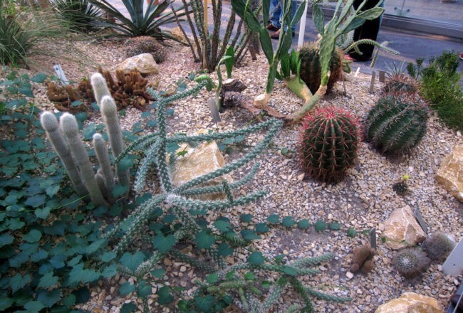 piante clima arido orto botanico padova