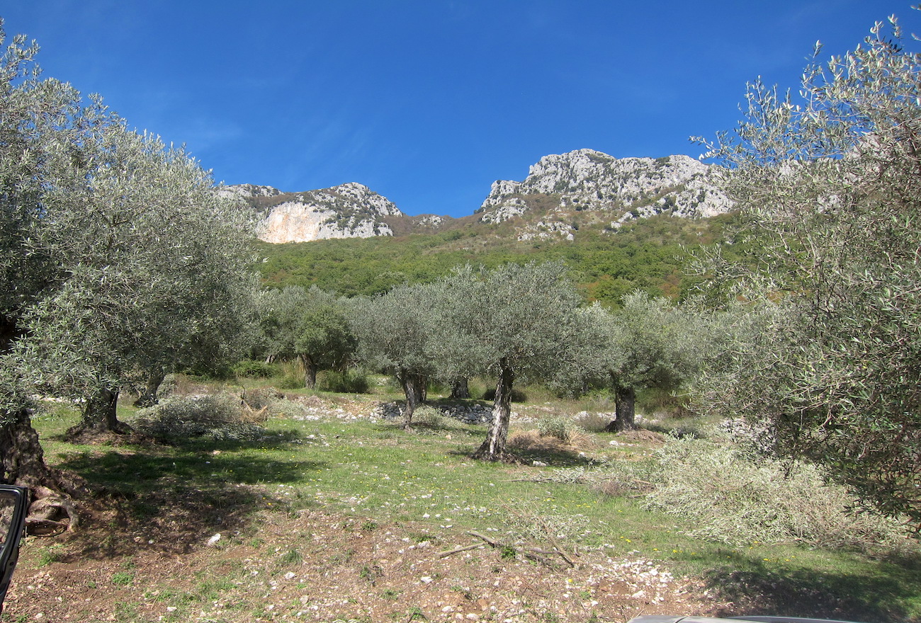 molise parco regionale ulivo Venafro