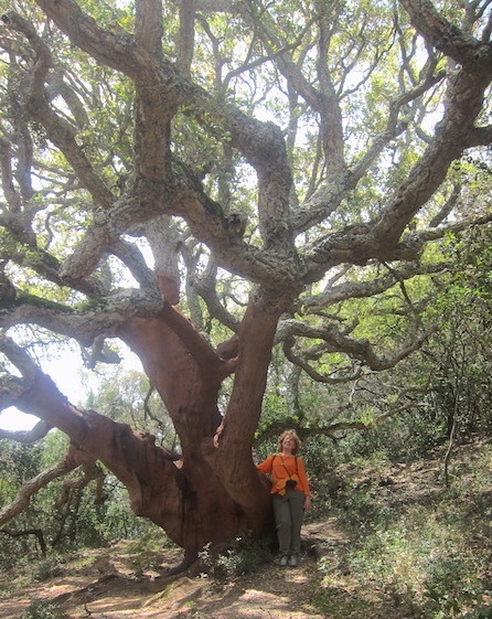 antas quercia